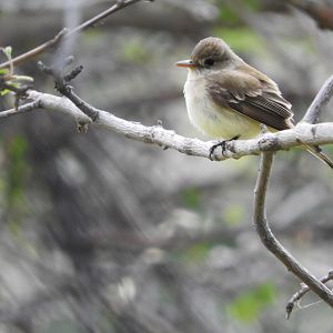 Willow Flycatcher