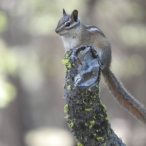 Yellow-pine Chipmunk