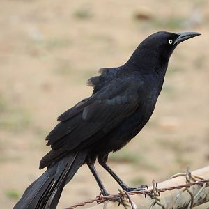Great-tailed Grackle male