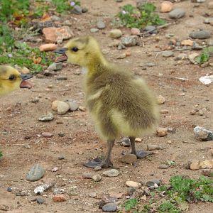 Canada Goslings