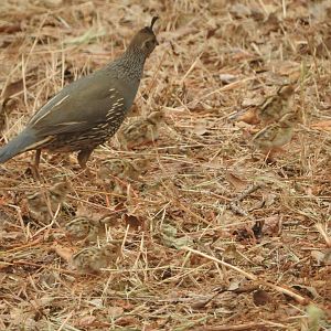 How many quail chicks