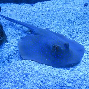 Blue-dot Stingray
