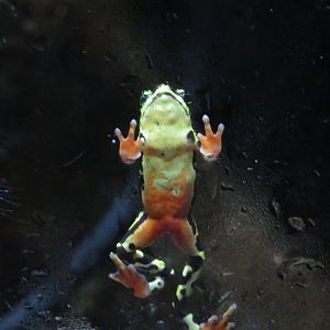 Limosa Harlequin Frog