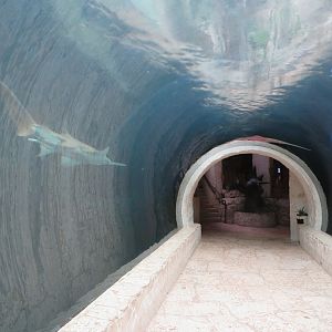 Underwater Tunnel w/ Sawfishes
