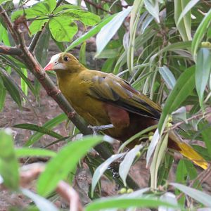 Green Oropendola