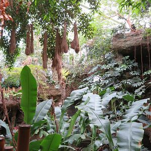 Icterid Nests & General View