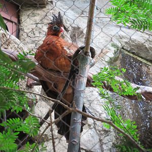 Nocturnal Curassow