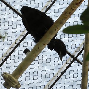Long-wattled Umbrellabird. Umbrellabird