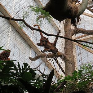 Red Howler Monkeys