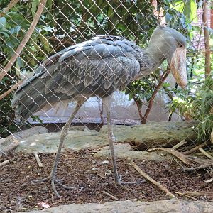 Shoebill Statuing