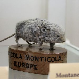 Montane Water Vole (Arvicola scherman), Otago Museum