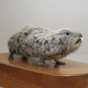 Northern Mole-Vole (Ellobius talpinus), Otago Museum