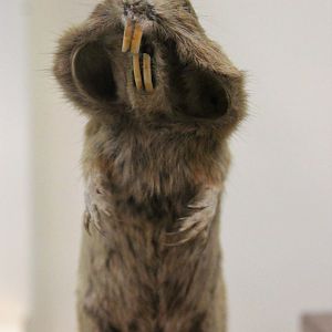 Pocket Gopher (Thomomys sp.), Otago Museum