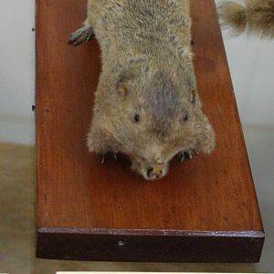 Pocket Gopher (Thomomys sp.), Otago Museum