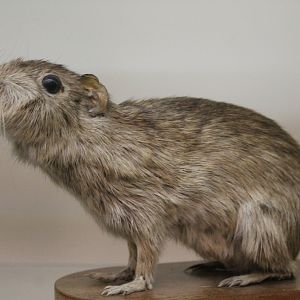 Spix's Yellow-toothed Cavy (Galea spixii), Otago Museum