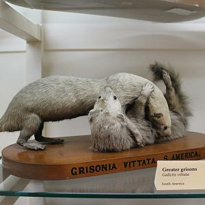 Greater Grisons (Galictis vittata), Otago Museum