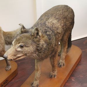 Falklands Island Wolf (Dusicyon australis), Otago Museum