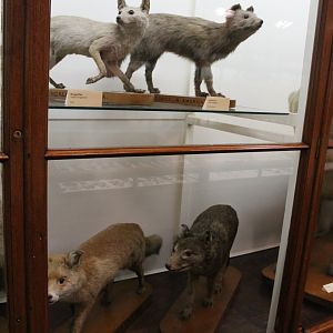 Falklands Island Wolf (Dusicyon australis), Otago Museum