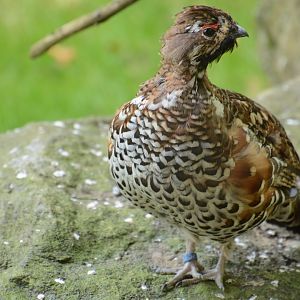 Hazel grouse