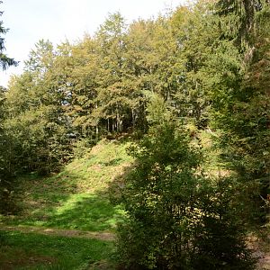 European lynx enclosure