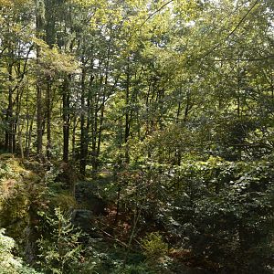 European lynx enclosure