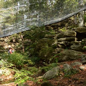 European eagle owl aviary