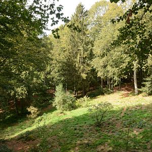 European wolf enclosure