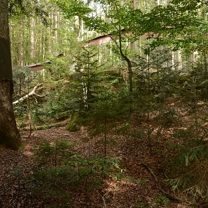 European wild cat enclosure