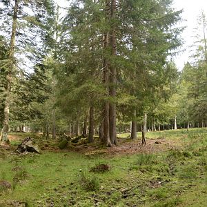 Red deer walkthrough