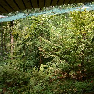 Eurasian pygmy owl aviary