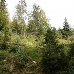 European brown bear enclosure