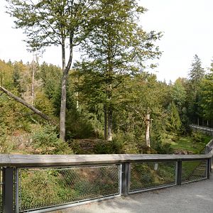 European brown bear enclosure