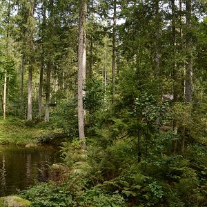 European otter enclosure