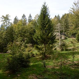 European brown bear enclosure
