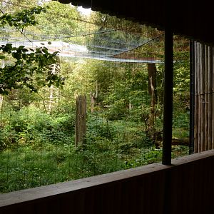 Black kite and honey buzzard aviary