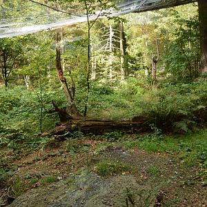 Black kite and honey buzzard aviary