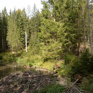 European beaver enclosure