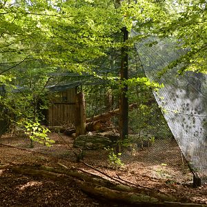 Pine marten enclosure