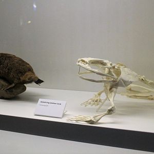 Platypus and Goliath Frog, Otago Museum