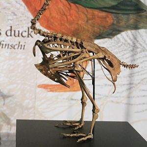 Finsch's Duck (Chenonetta finschi) skeleton, Otago Museum