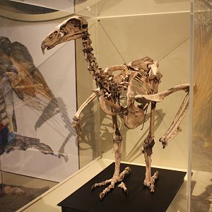 Haast's Eagle (Hieraaetus moorei) skeleton, Otago Museum