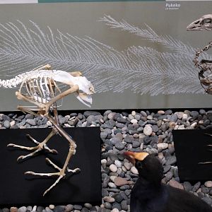 Comparison of Takahe and Pukeko skeletons, Otago Museum