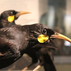 Huia (Heteralocha acutirostris), Otago Museum