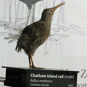 Chatham Islands Rail (Cabalus modestus), Otago Museum