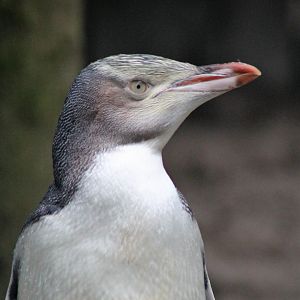 Juvenile Yellow-eyed Penguin (Megadyptes antipodes)