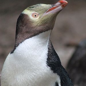 Yellow-eyed Penguin (Megadyptes antipodes)