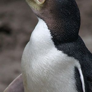 Yellow-eyed Penguin (Megadyptes antipodes)