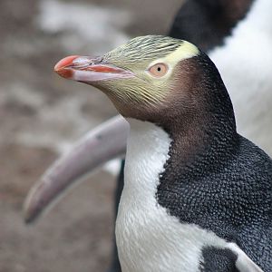 Yellow-eyed Penguin (Megadyptes antipodes)