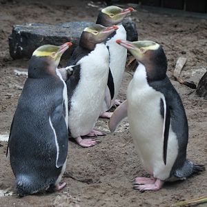 Yellow-eyed Penguins (Megadyptes antipodes)