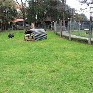 Kune Kune paddock